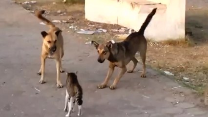 Cat Defends its Friend From Dogs