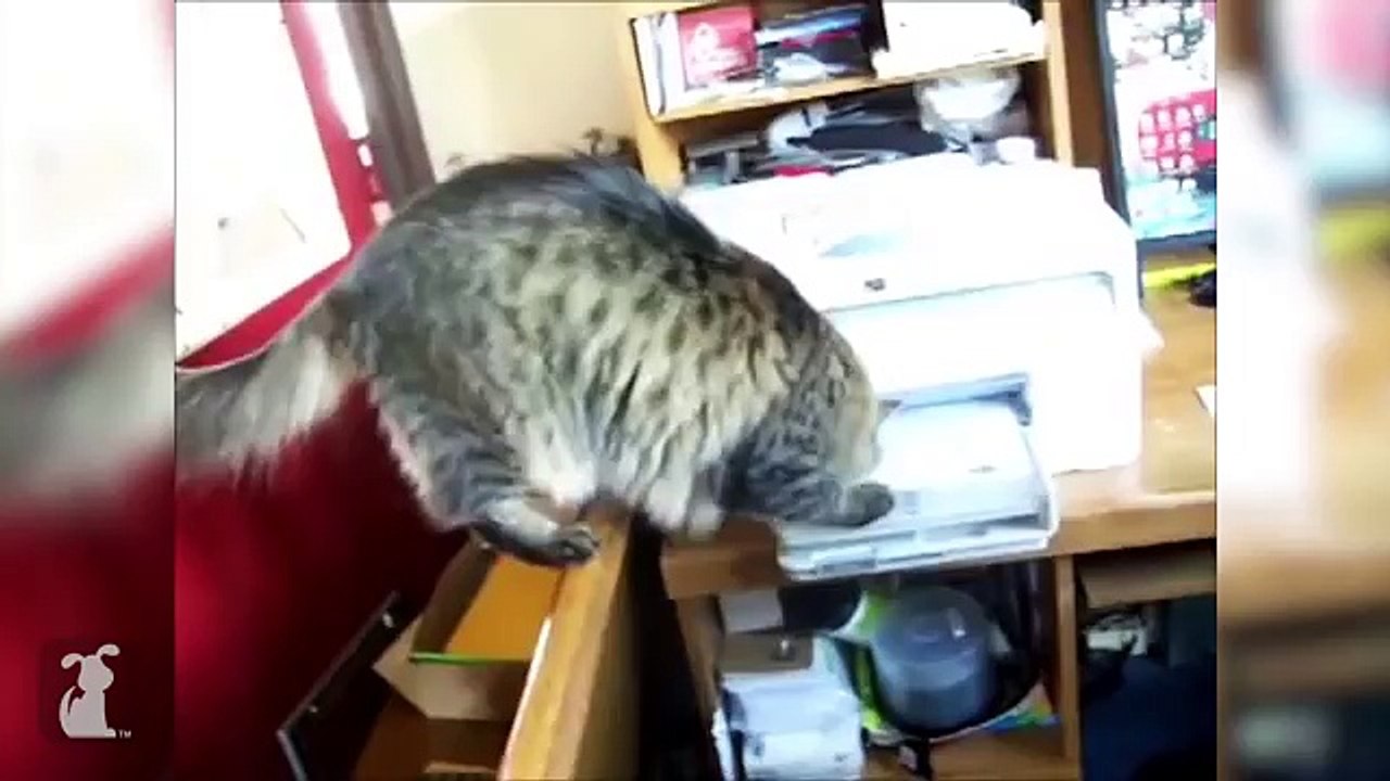 Funny Pets Vs. Technology - Funny Compilation Movies