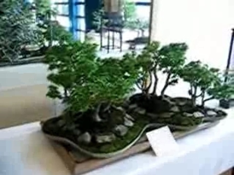 Expo Bonsaï à Ventabren