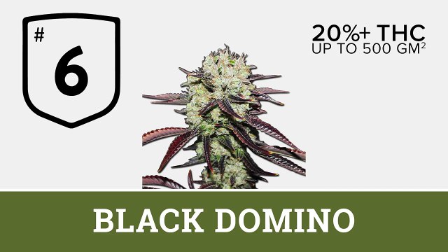 Top 10 Indica Marijuana Strains 2016