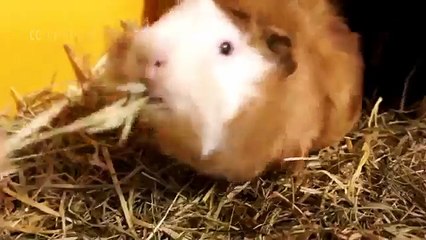 Симпатичная Морская Свинка