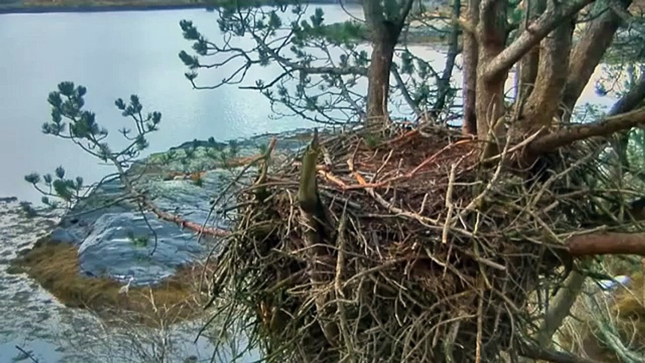 a grey heron