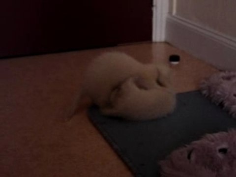 petite bagarre de furets