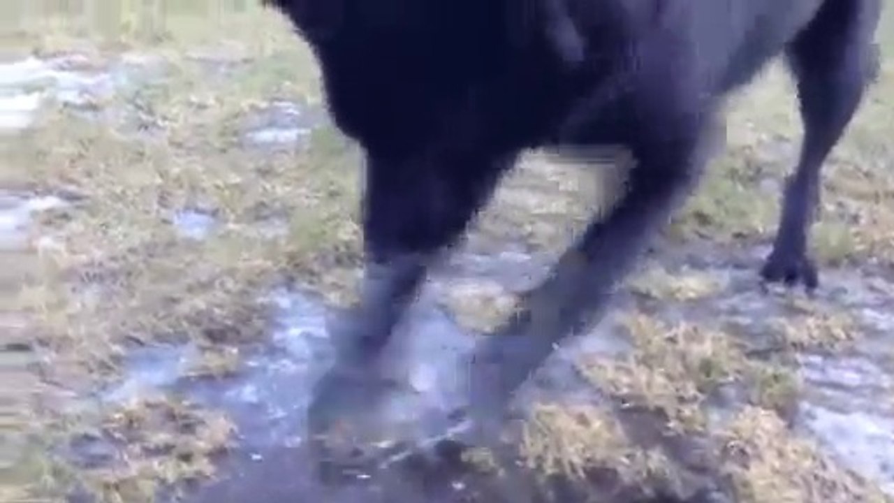 Dog Experiences Ice For The First Time