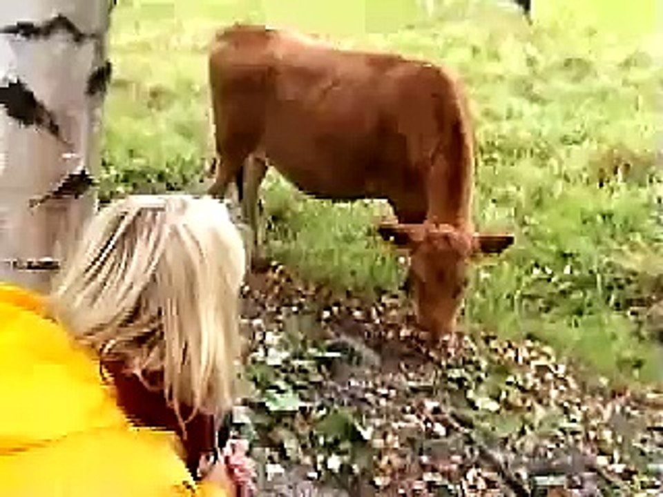 Heli Laakso  Lehm ja koiv