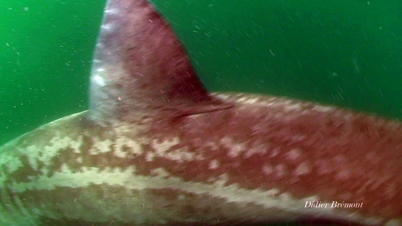 Requin pèlerin Cetorhinus maximus - Basking shark