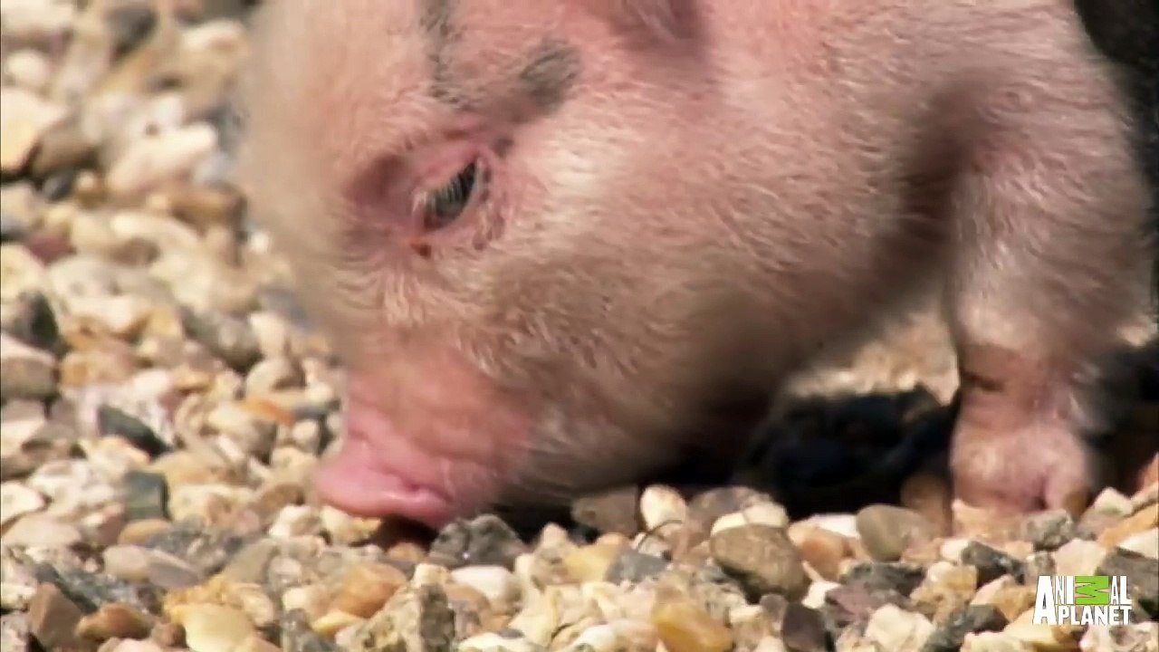 Pups and Piglets Romp  Too Cute!