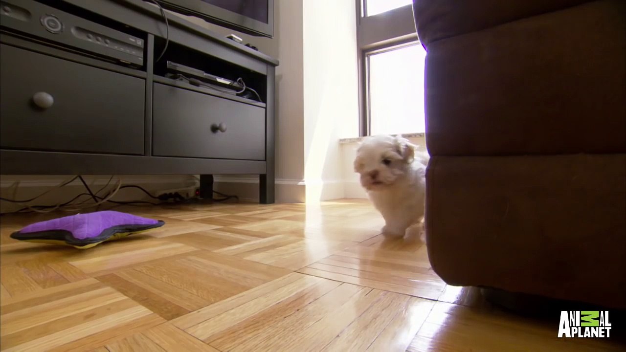 Ralphie is a Good Explorer, but a Much Better Napper  Too Cute!