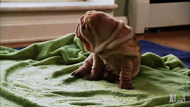 Shar-Pei Puppies Too Cute!