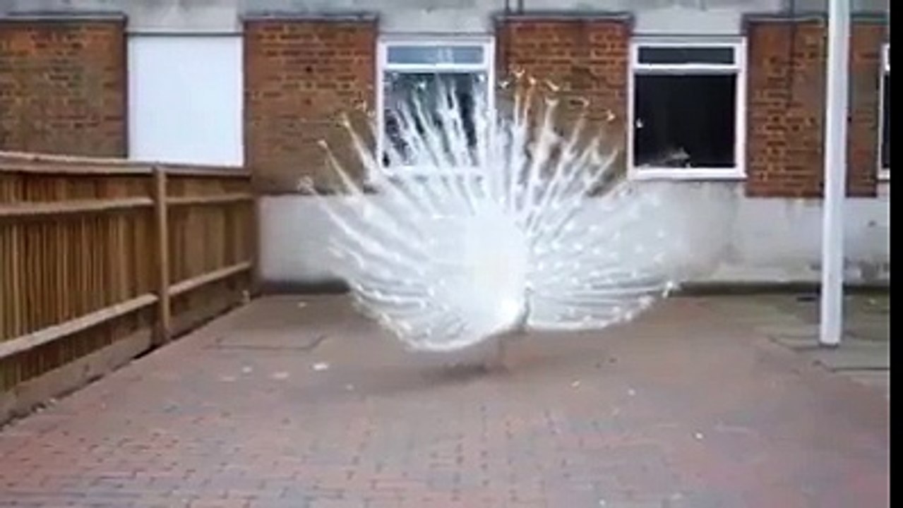 White Peacock Dance