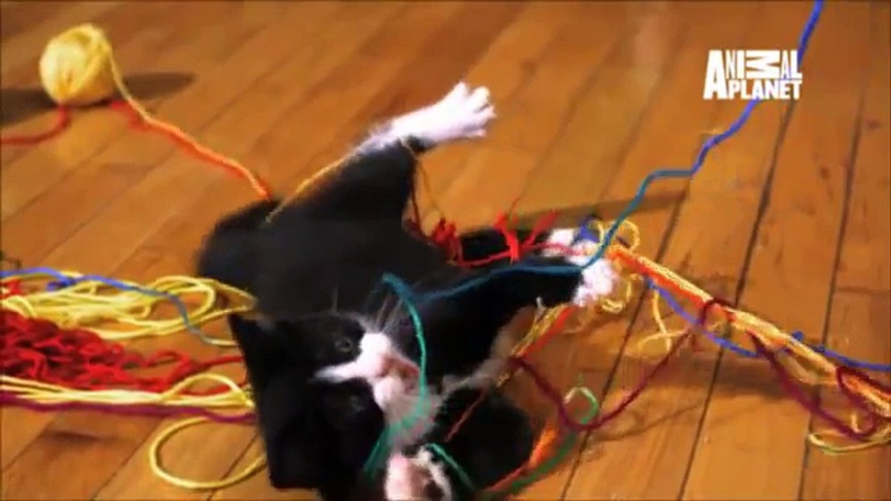SloMo Playtime Kitties  Too Cute