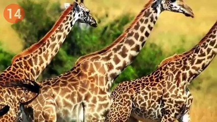 Sizi Çok Şaşırtacak 20 İlginç Bilgi