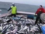 Böyle Bir Balık Tutma Şekli Yok! Video