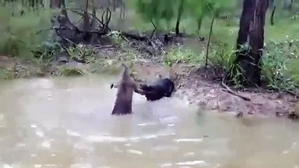 kanguru ve köpek kavgası Video