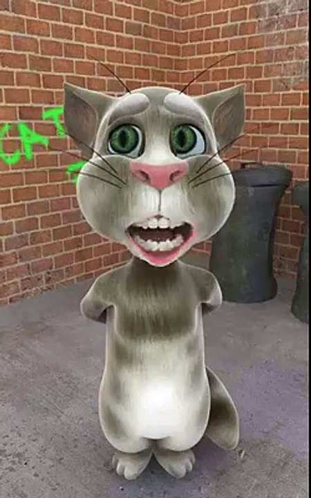 The cat