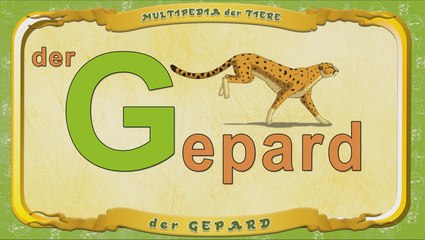 Multipedia der Tiere. Buchstabe G - der Gepard