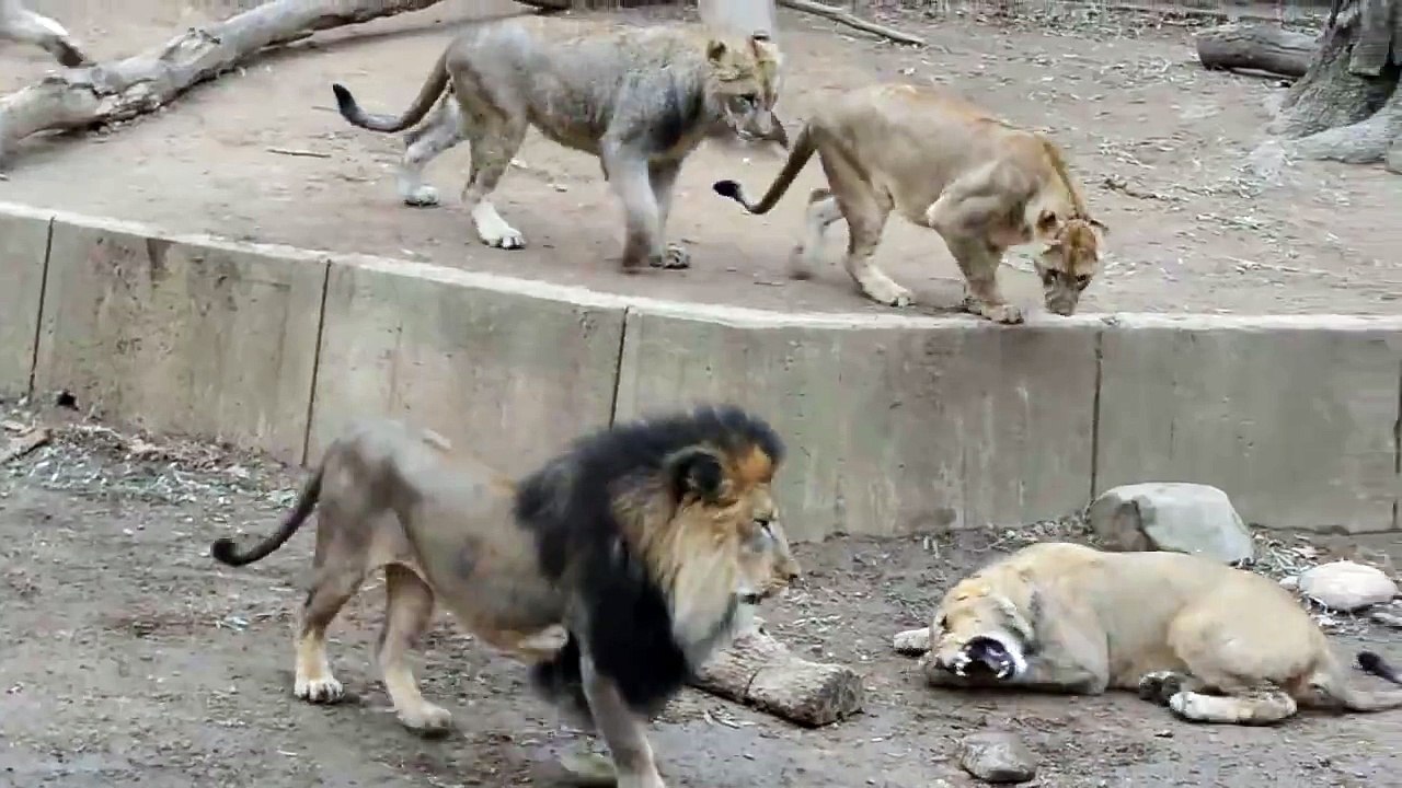 ONG!!!Lion attacks