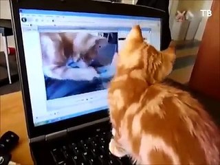Komik Hayvanlar(zır komedi) Video