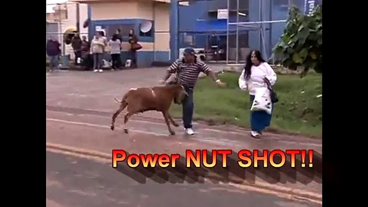 Hilarious!! Crazy Ass Goat Terrorizes People in the streets! Real Life Mountain Dew attack Goat!