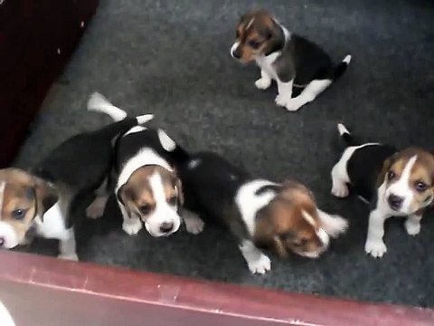 3 weeks old beagles playing