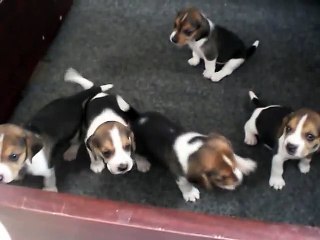 3 weeks old beagles playing