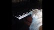 Bulldog Plays Piano with Tongue