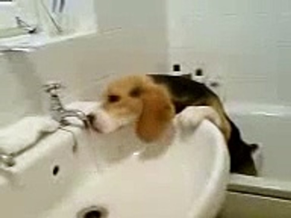 beagle drinking water