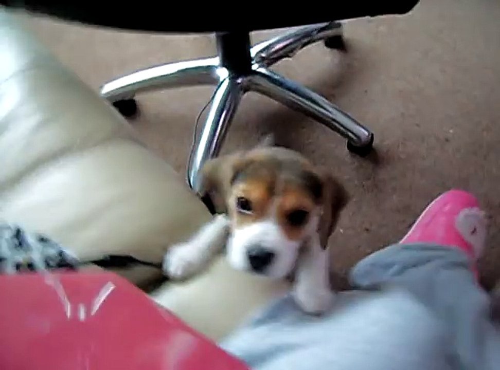 Beagle pup doing the famous head tilt to me whistling @ 10 weeks old