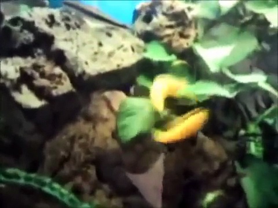 Top 10 Funny Animals 2016