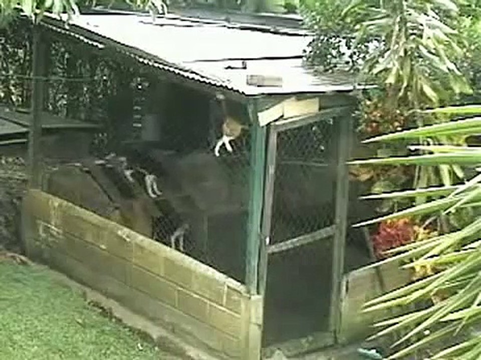 Beagle Vs. Cage