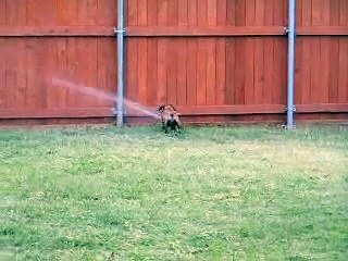 Dachshund Attacks Sprinkler Head