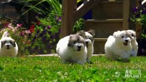 Slow Motion Puppies  Too Cute!