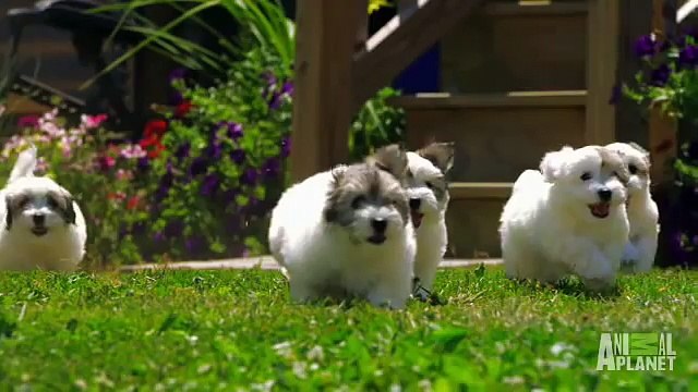 Slow Motion Puppies Too Cute!