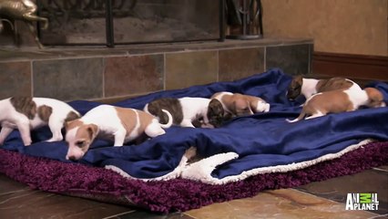 Taking Growing Limbs for a Test Drive  Too Cute!