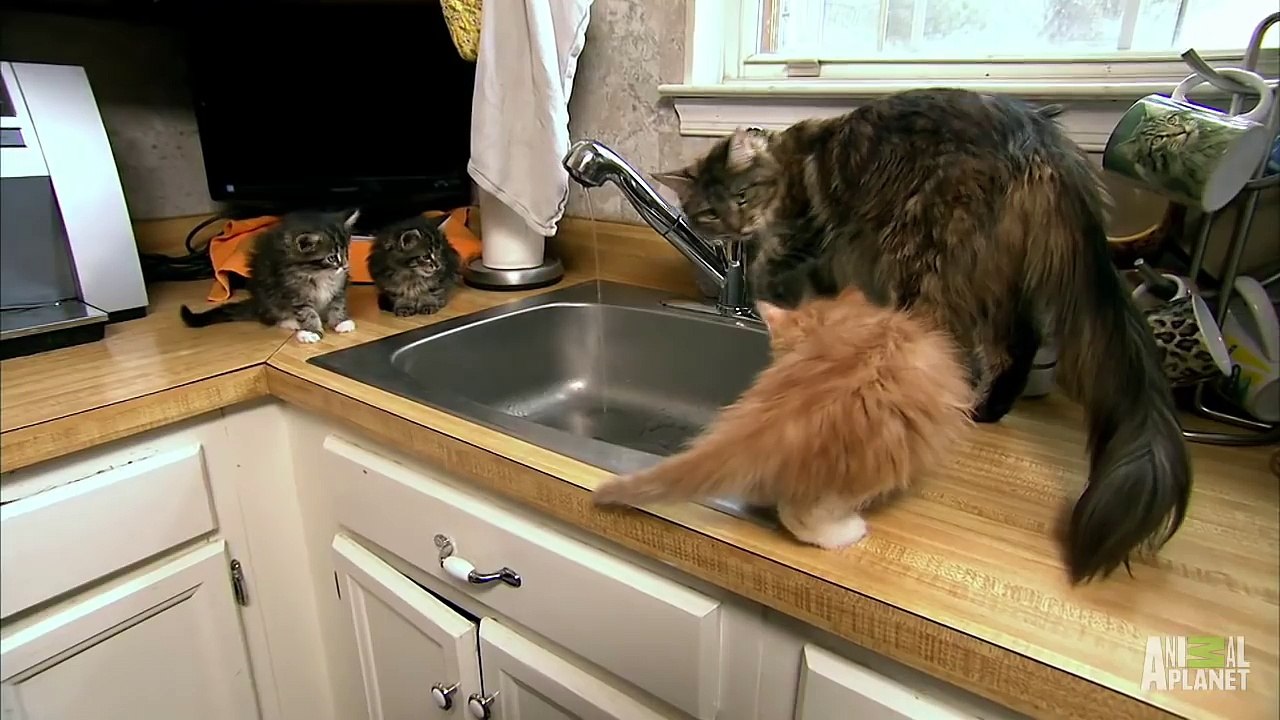 Testing the Waters  Too Cute!