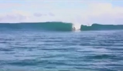 Teale Vanner - Surfing with Dolphins