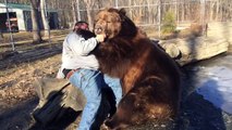 Giant Bear Plays with Human Carer (Storyful, Cute)