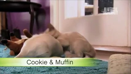 Tonkinese Kittens  Too Cute!