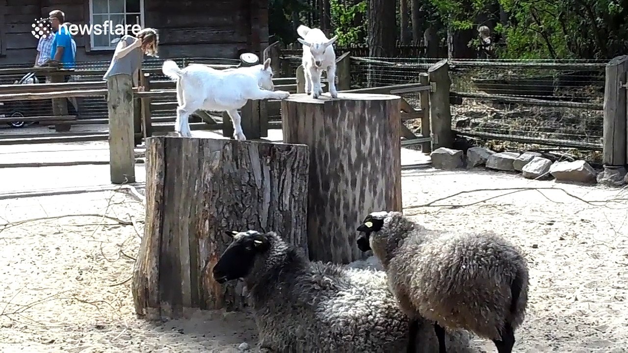 Cute goat jumps on fat sheep