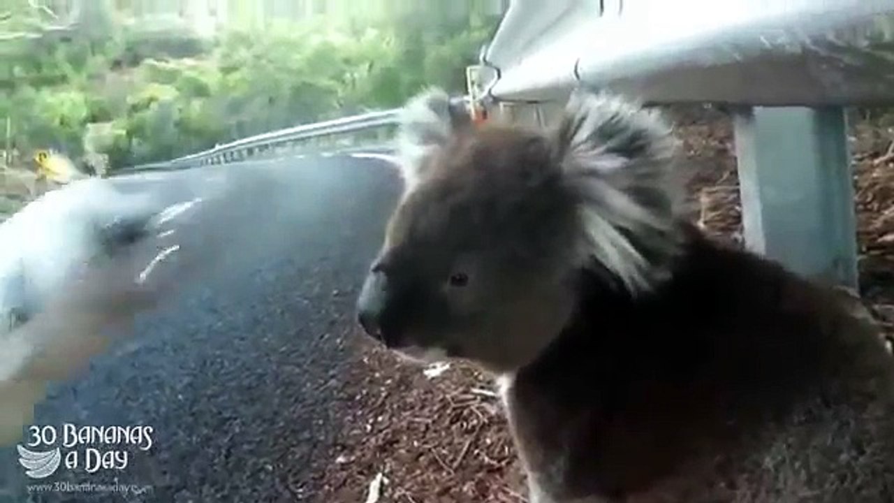 Cute : Assoiffé, un koala arrête un cycliste pour boire dans sa bouteille d'eau !