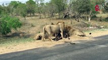 Des lions s'attaquent à un buffle devant des touristes ébahis!