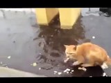 КОТ ПОЙМАЛ РЫБУ BEST FUNNY ANIMALS