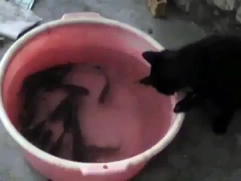 КОТ ПОЙМАЛ РЫБУ В ТАЗУ BEST FUNNY ANIMALS