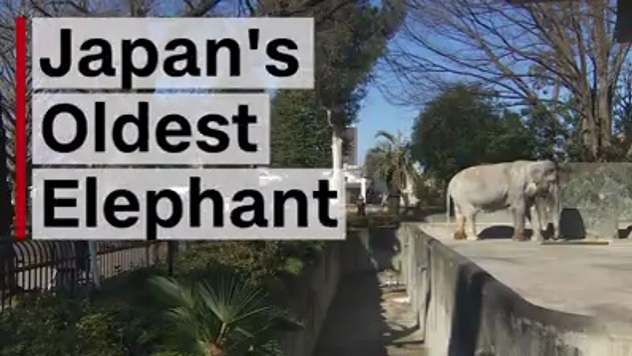 The race to 'save' Japan's oldest elephant