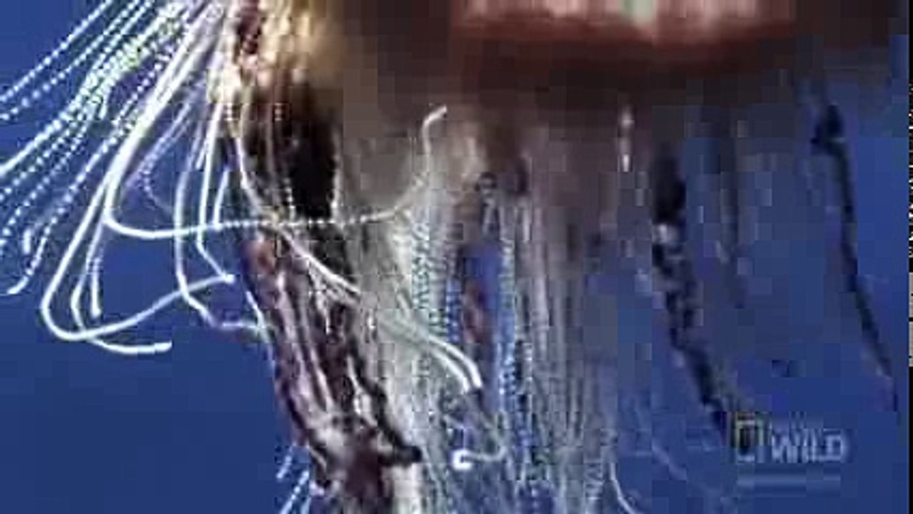 Португальский кораблик (лат. Physalia physalis)