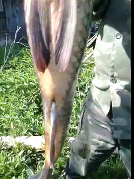 Пчеловод поймал рыбу