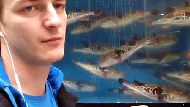 РЫБА ФУГУ — самое опасное блюдо в мире в Токио Японии _ Fugu Fish 河豚 _ ふぐ Restaurant in Tokyo Japan