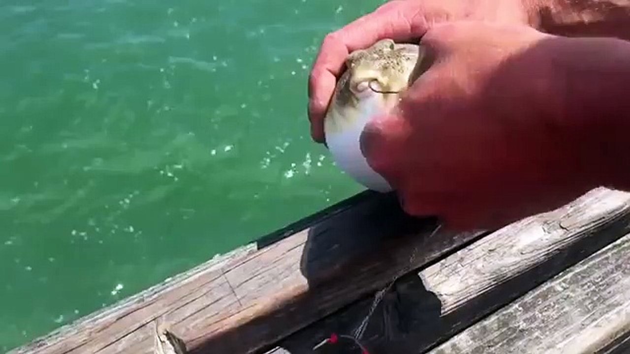 Рыба Фугу надулась как Мячик