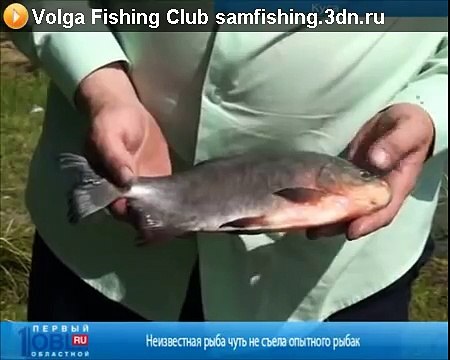 Рыбак поймал рыбу с человеческими зубами