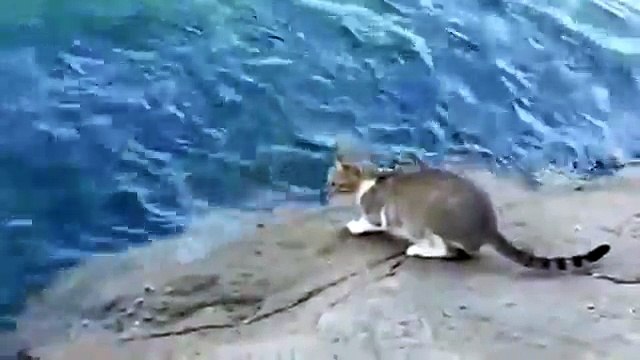 Рыбалка с котом. Кот просто взял и поймал рыбу